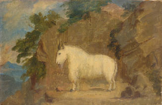 Rocky Mountain Goat