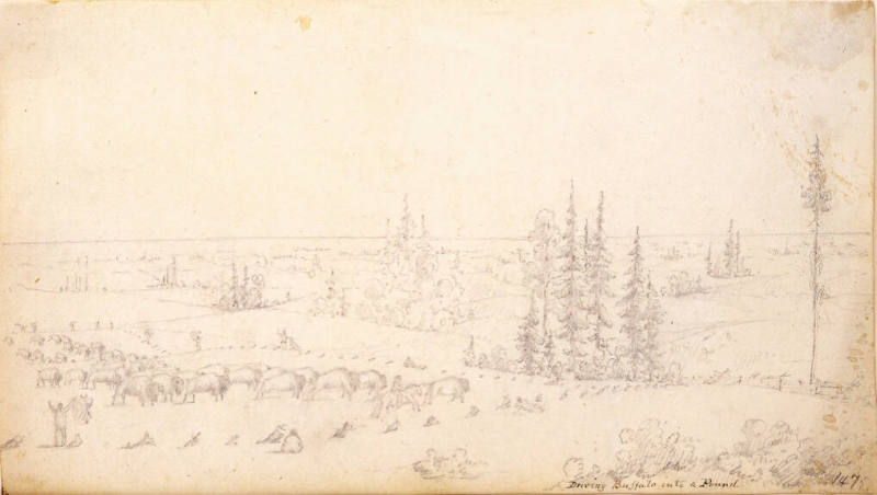 Driving Buffalo into Pound