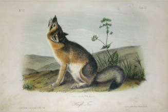 Swift Fox