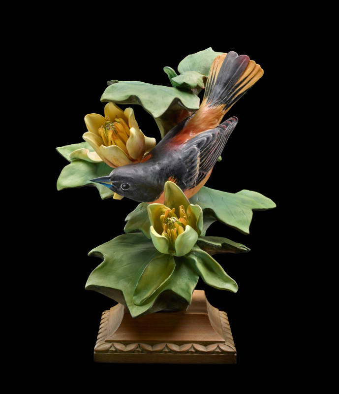 Baltimore Orioles and Tulip Tree