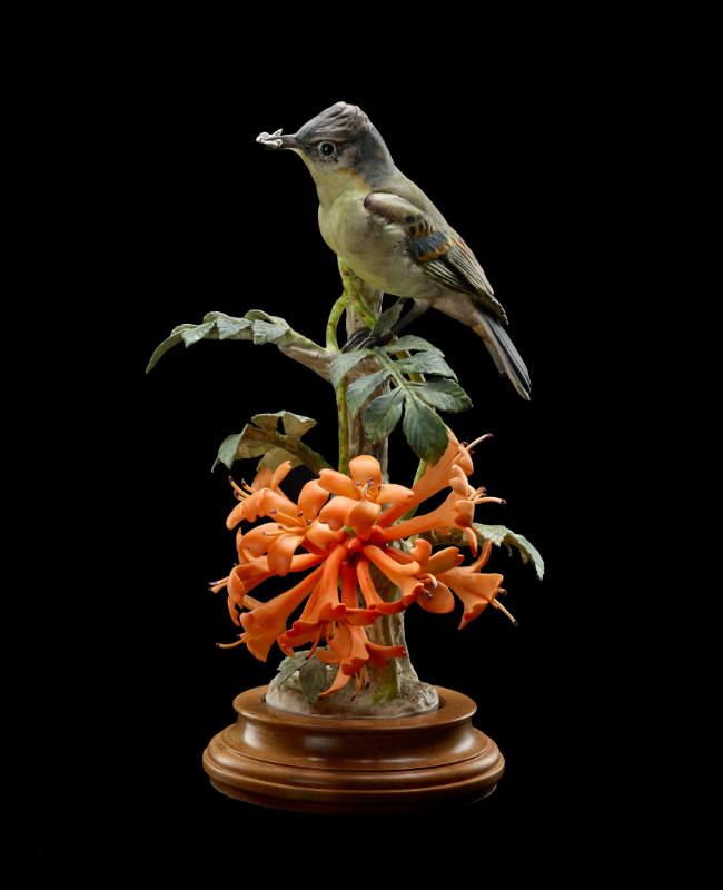 Phoebes and Flame Vine