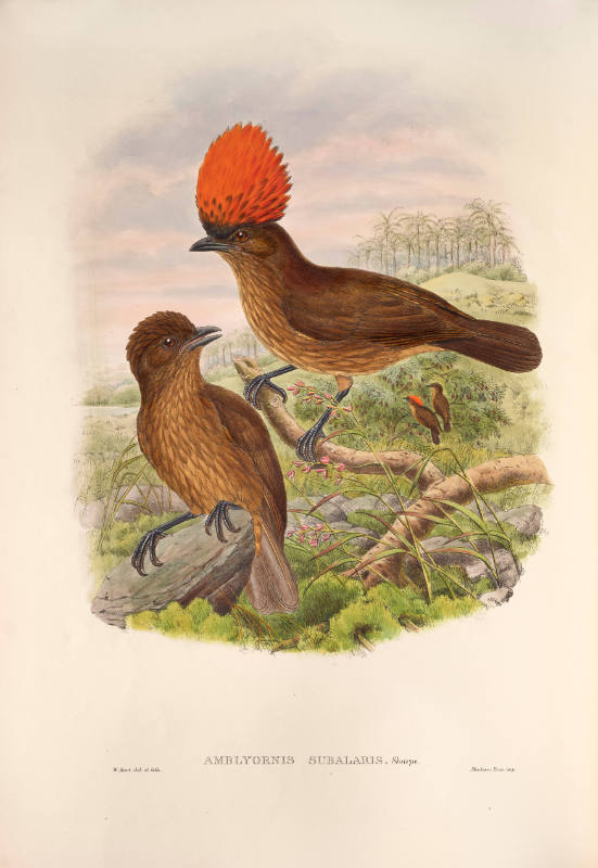 Amblyornis Subalaris