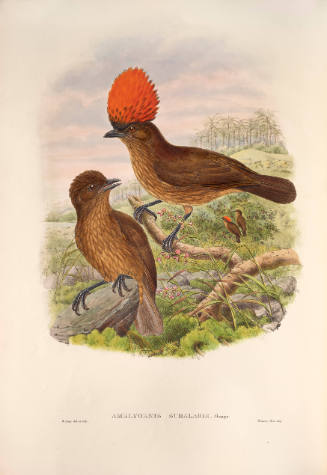 Amblyornis Subalaris