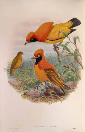 Golden Bird of Paradise