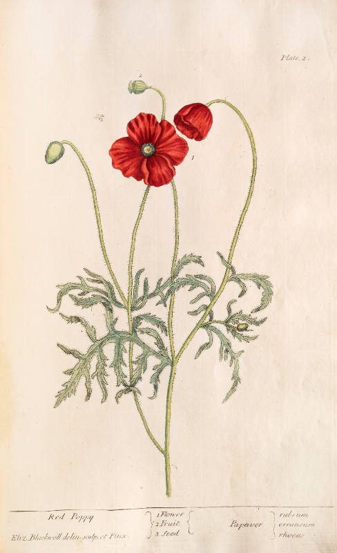 Red Poppy