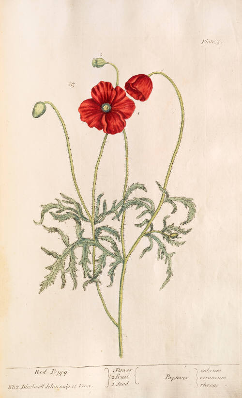 Red Poppy