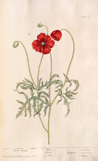 Red Poppy