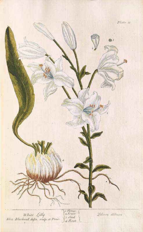 White Lilly