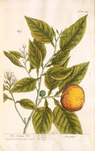 The Orange Tree. Aurantia.
