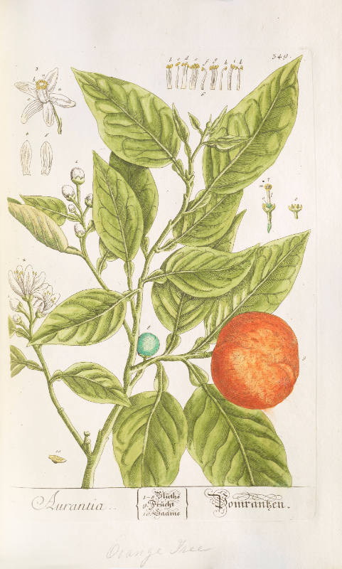 Aurantia