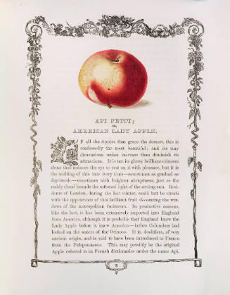 Api Petit; or American Lady Apple