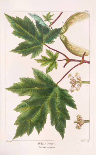 White Maple
