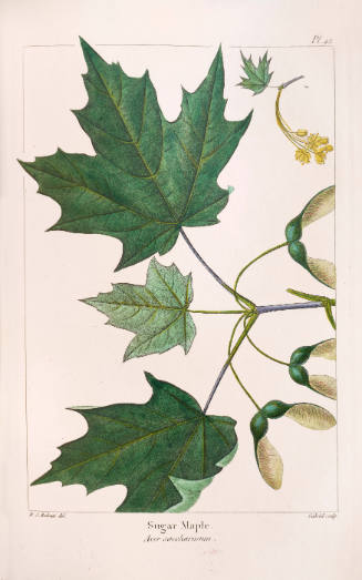 Sugar Maple