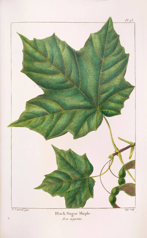 Black Sugar Maple