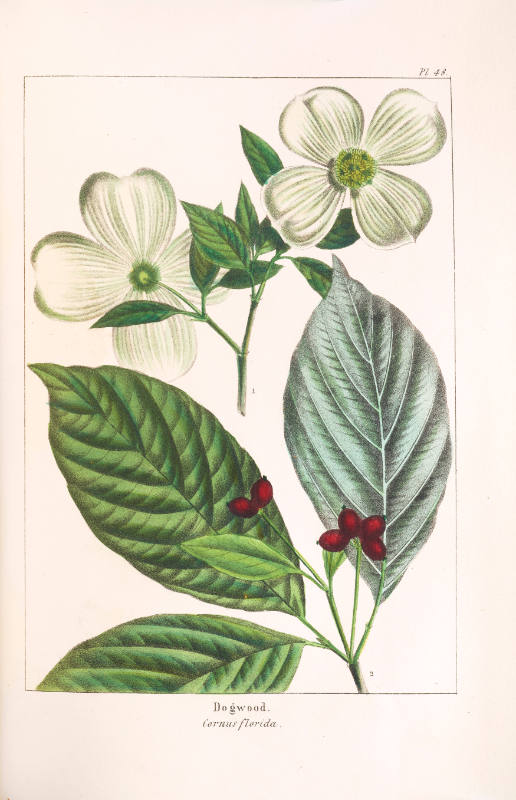 Dogwood