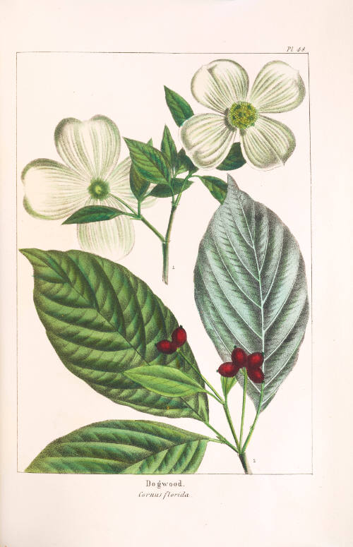 Dogwood