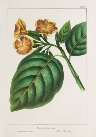 Cordia Sebestena