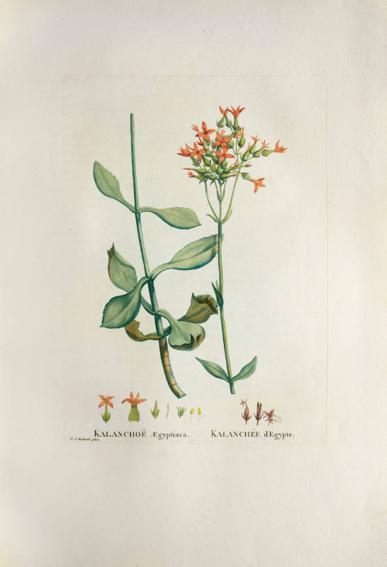 Kalanchoë Ægyptiaca