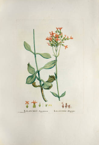 Kalanchoë Ægyptiaca