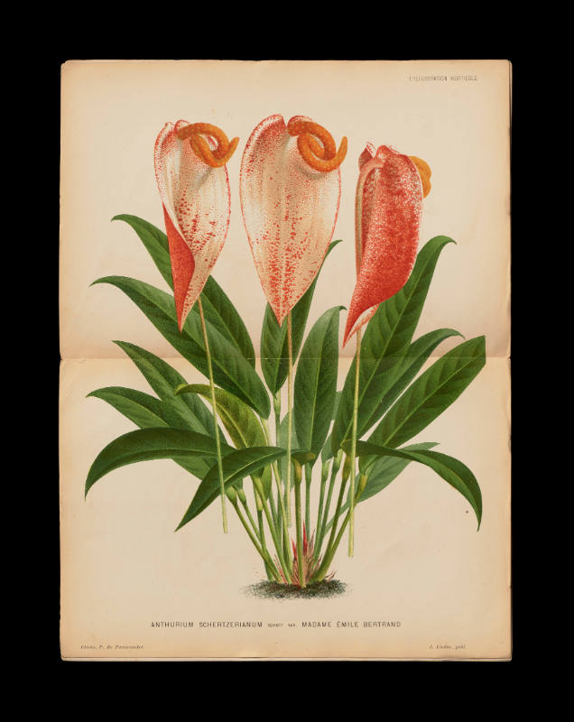 Anthurium Schertzerianum Schott var. Madame Émile Bertrand