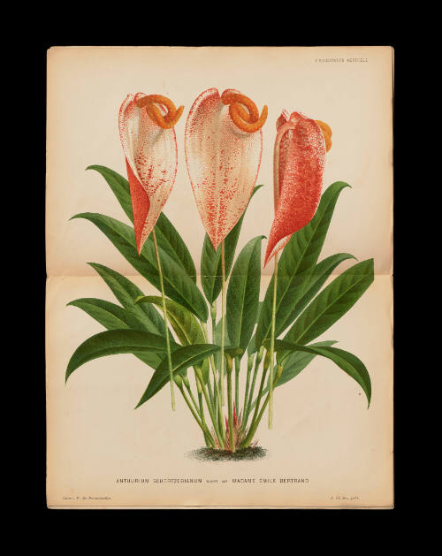 Anthurium Schertzerianum Schott var. Madame Émile Bertrand