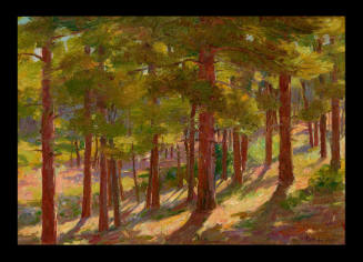 Coconino Forest, Grand Cañon, Arizona