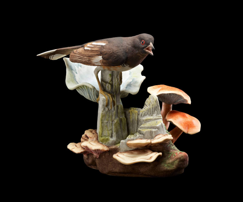 Towhee with Fall-Fruiting Mushrooms