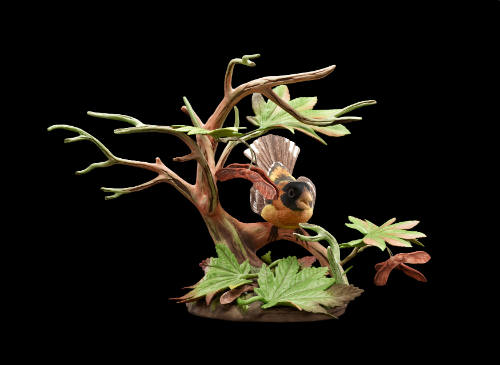 Black-Headed Grosbeak on Vine Maple