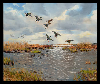 Sabine Wildlife Refuge, Mallards