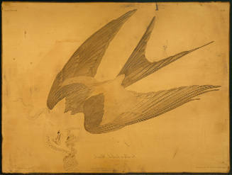 Swallow-tailed Hawk