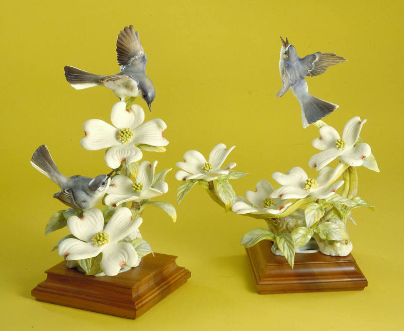 Blue-Grey Gnatcatchers and Dogwood