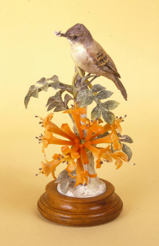 Phoebes and Flame Vine