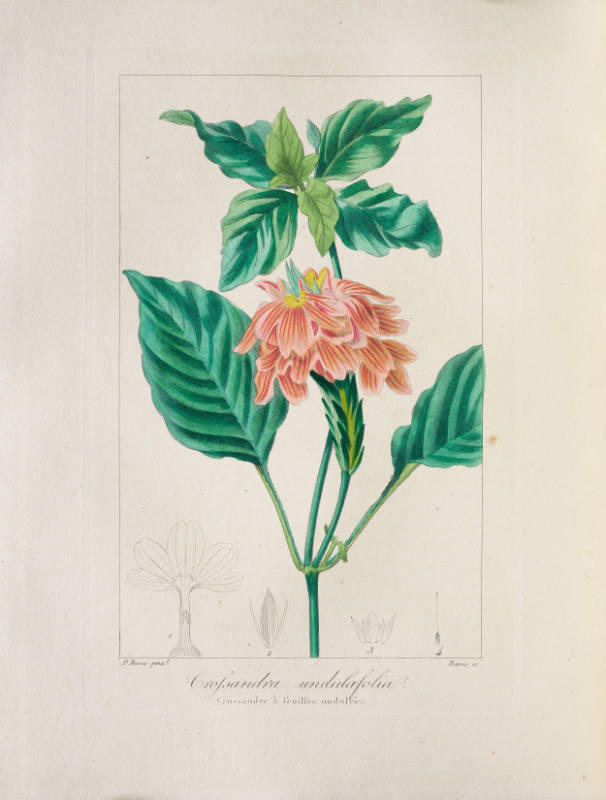 Crossandra undulaefolia
