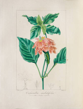 Crossandra undulaefolia