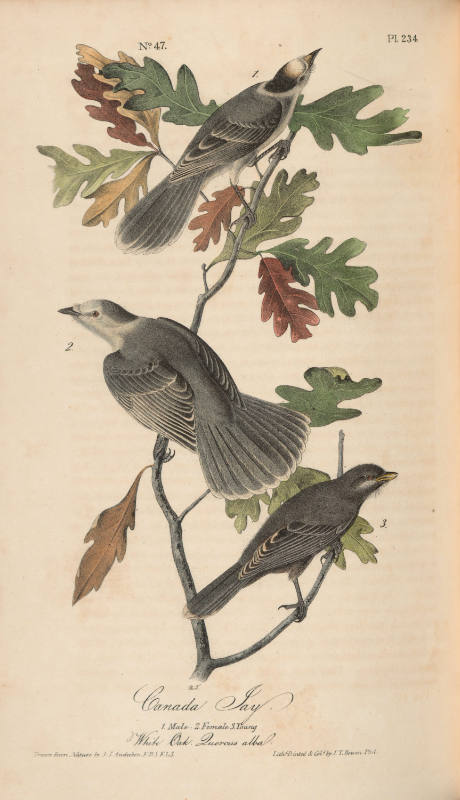 Canada Jay