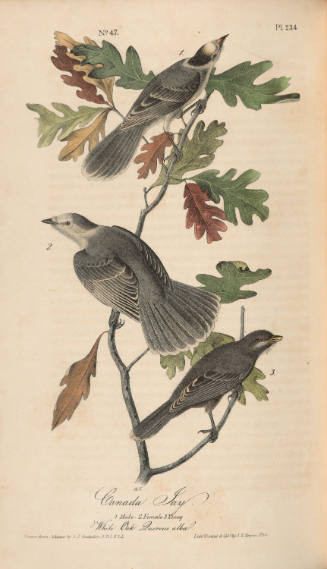 Canada Jay