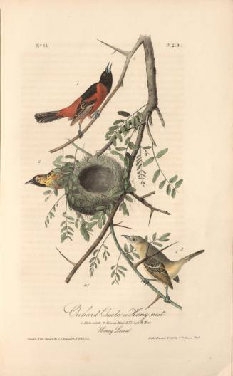 Orchard Oriole or Hang-nest