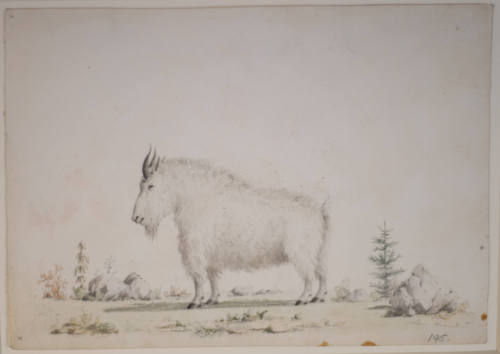 Rocky Mountain Goat