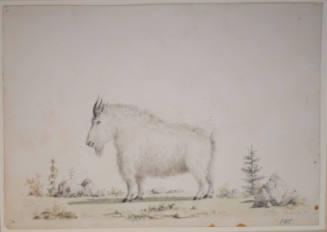 Rocky Mountain Goat