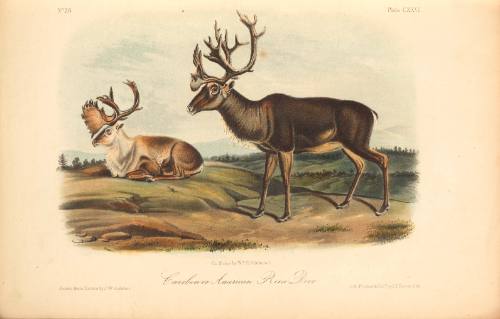 Caribou or American Rein-Deer