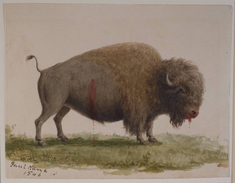 Wounded Buffalo Bull