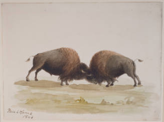 Buffalo Bulls Fighting