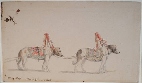 Sled Dogs Decorated for a Wedding Party