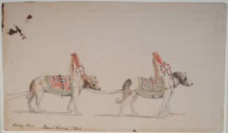 Sled Dogs Decorated for a Wedding Party
