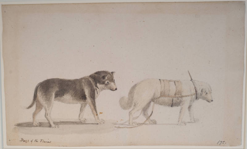 Sled Dogs of the Plains