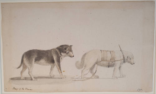 Sled Dogs of the Plains