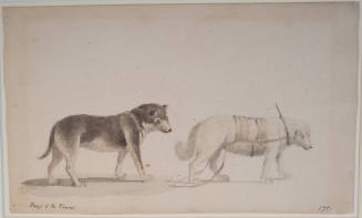 Sled Dogs of the Plains
