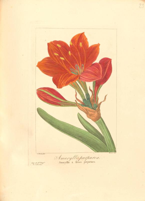 Amaryllis purpurea