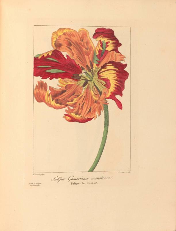 Tulipa Gesneriana monstrosa