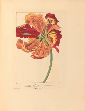 Tulipa Gesneriana monstrosa